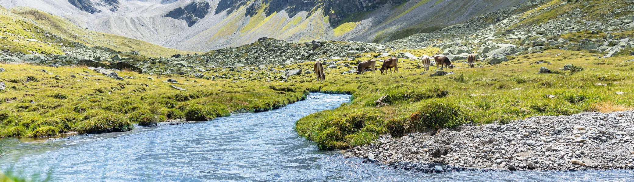 Blick in das grüne Platzertal im Sommer. Im Hintergrund grasen Kühe. | © DAV